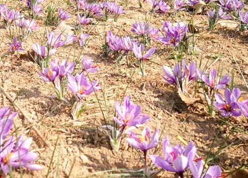 藏红花的生长环境及生长地方条件