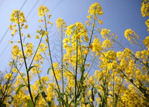 油菜花的生长环境及生长地方条件