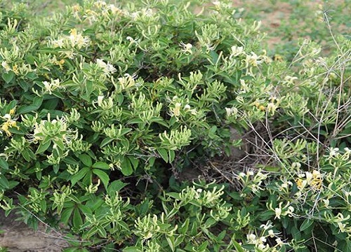 金银花的生长环境及生长地方条件