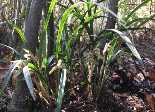 野生兰花的生长环境及条件