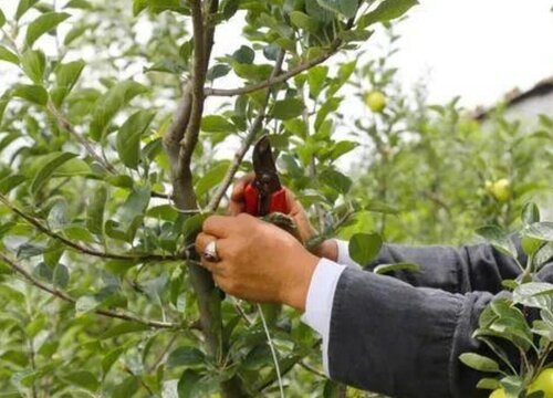 苹果树怎么修剪方法