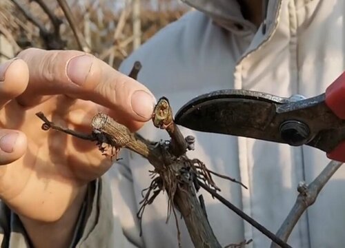 巨峰葡萄怎么修剪方法