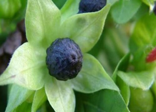 粉豆花种子什么时候种植最好