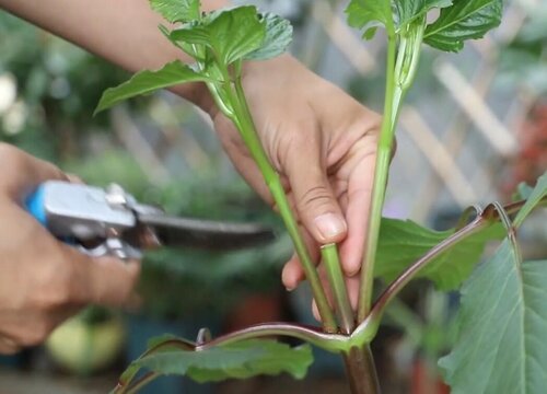 大丽花怎么修剪方法