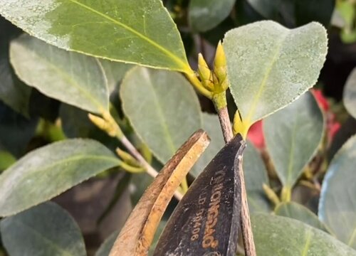 山茶花怎么修剪方法