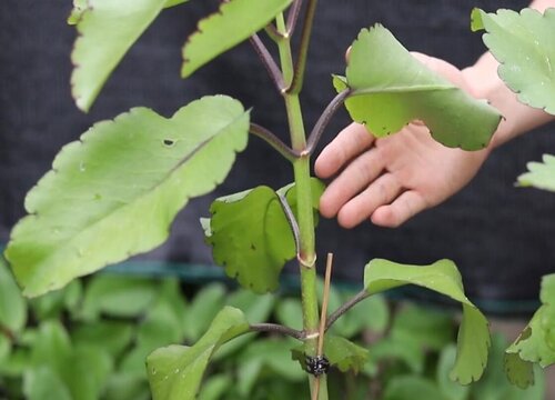 落地生根怎么修剪方法