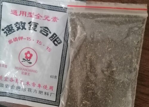 黄花菜种子什么时候种植最好