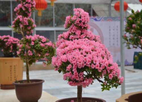 杜鹃花可以种在院子里吗