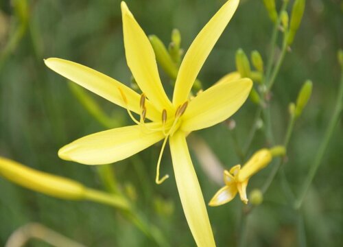 黄花菜可以种在院子里吗