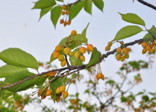 樱桃树可以种在院子里吗