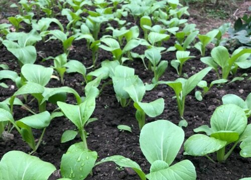 上海青的种植方法和时间