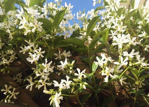 风车茉莉可以种在院子里吗