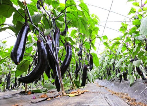 茄子的种植方法和时间