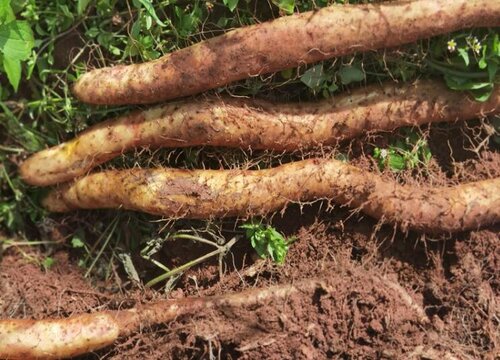 山药的种植方法和时间