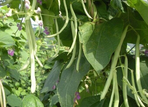 豆角的种植方法和时间