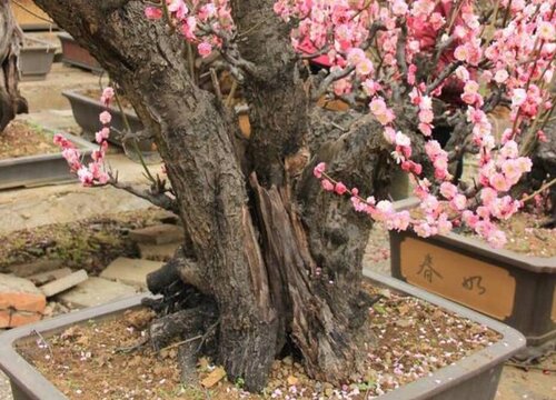 梅花老桩养殖方法与养护事项