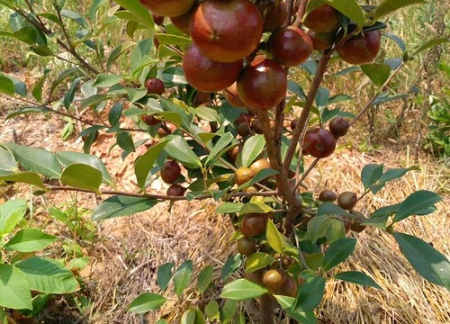 茶树花施什么肥最好