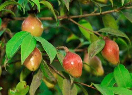 油茶施什么肥最好