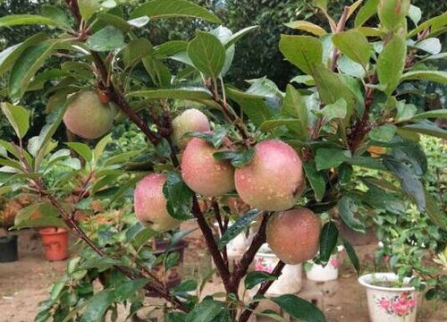 栽苹果树施什么肥最好