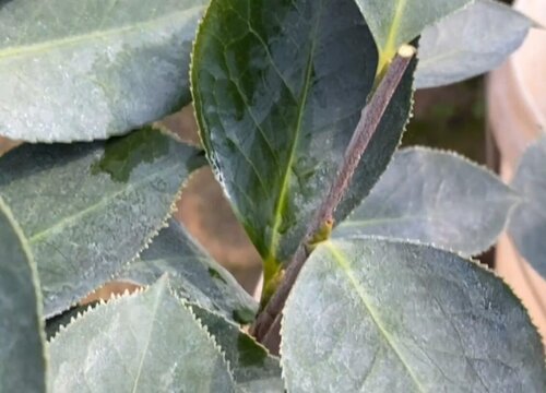 茶花怎么修剪（修剪时间与方法）