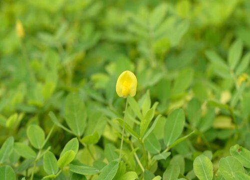 花生生长条件和特性