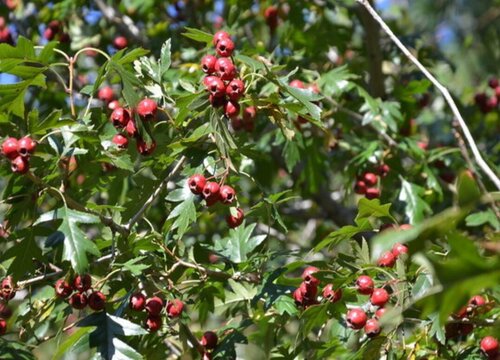 山里红树几年结果实