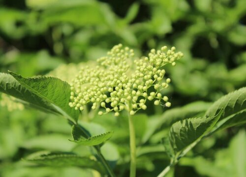 灌木生长条件和特性