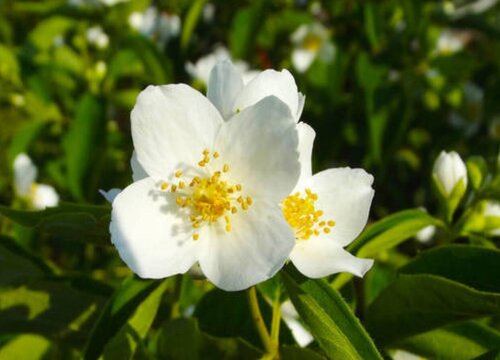 茉莉怎么修剪方法