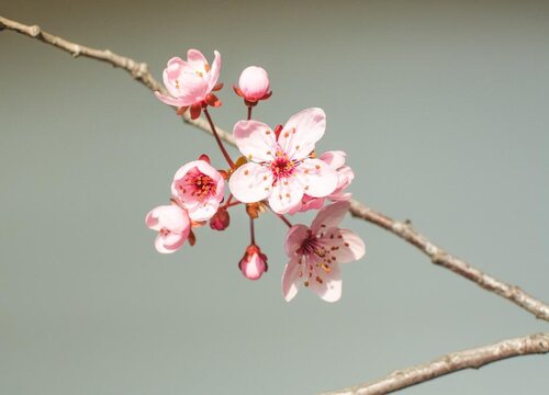 腊梅花怎么修剪方法