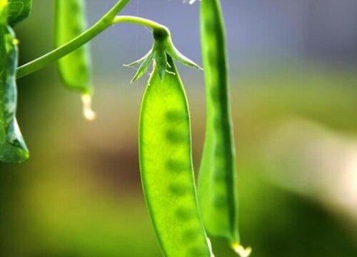 花豆什么时候播种合适