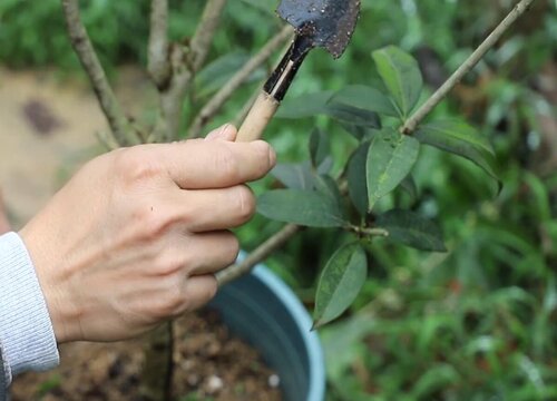 桂花什么时候剪枝最好