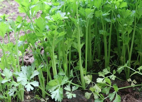 小香芹的种植方法和时间