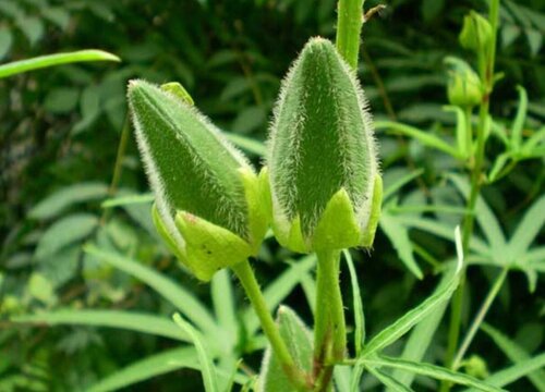 黄秋葵的种植方法和时间