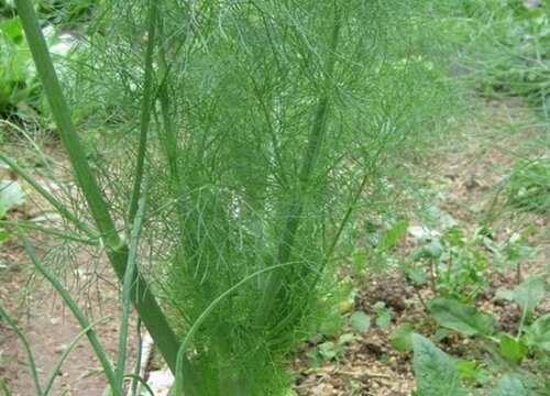 小茴香的种植方法和时间