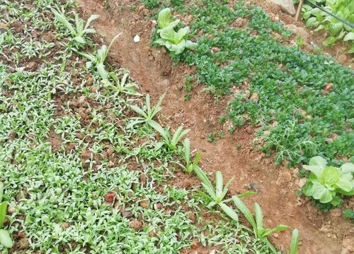 茼蒿的种植方法和时间