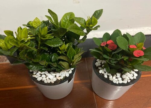 植物怎么修剪方法