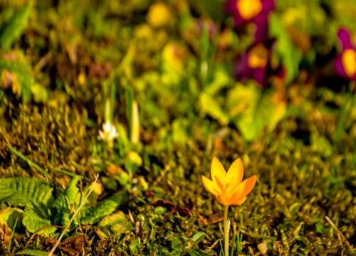 迎春花怎么修剪方法