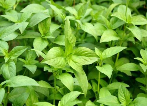 荆芥的种植方法和时间