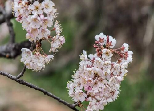 花树怎么修剪方法