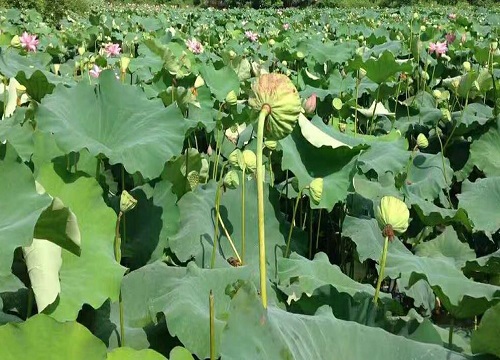 莲子的种植方法和时间