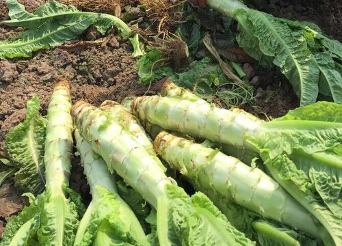 莴苣的种植方法和时间