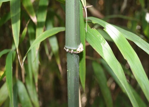 花园可以种竹子吗