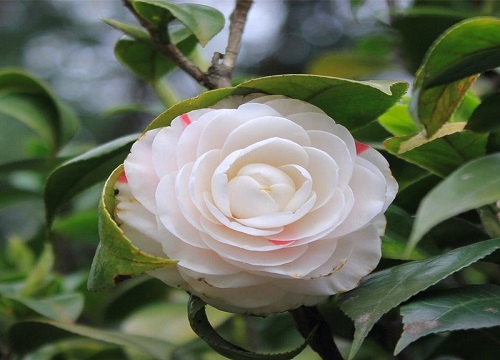 茶花夏天多久浇一次水