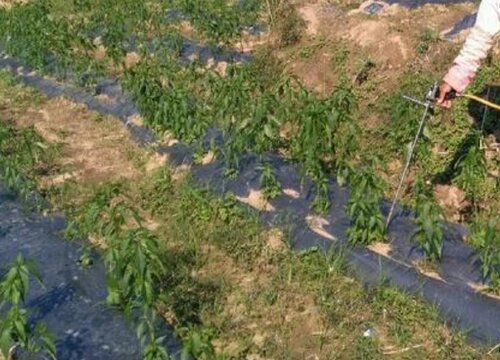 辣椒追肥用什么肥料好