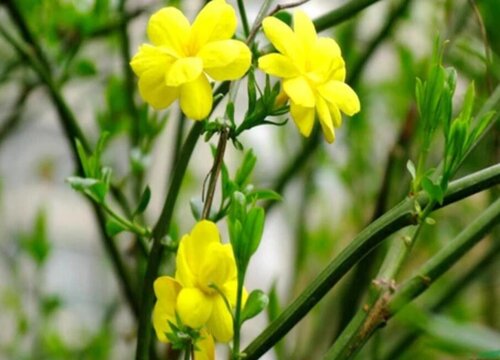 迎春花几天浇一次水最好