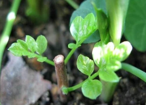 凌霄花扦插繁殖方法和注意事项