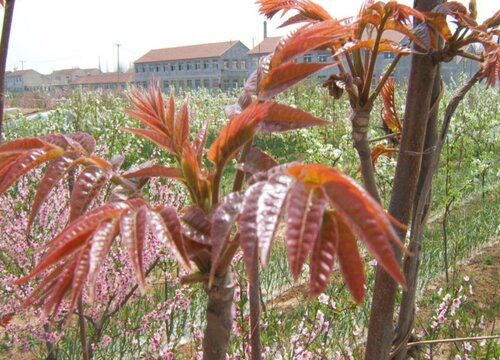 香椿树南方可以种吗