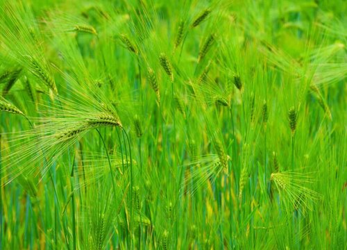 青稞种植条件 气候与地理位置要求