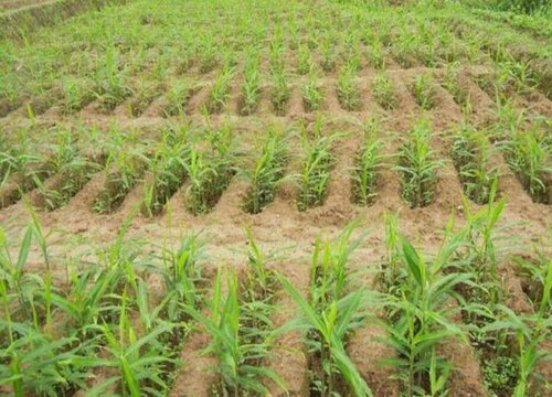 生姜种植条件 栽种气候条件