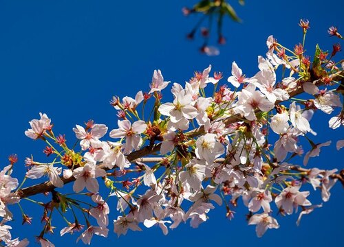 樱花树多久浇一次水